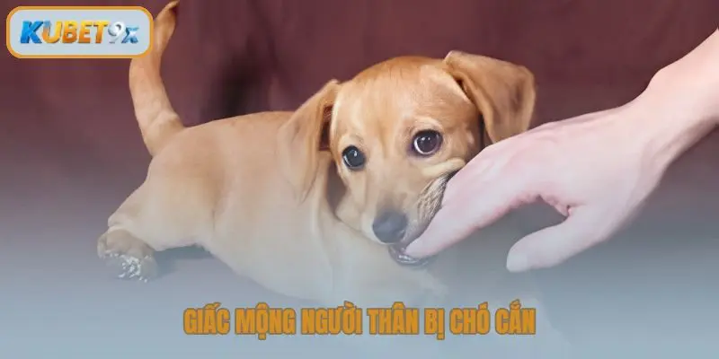 Giấc mộng người thân bị chó cắn chứng tỏ bạn đang gặp phải mâu thuẫn